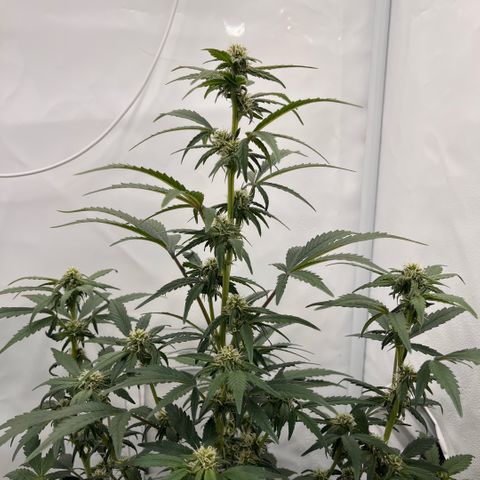 Pink Runtz growlog timeline photo