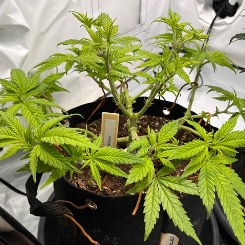 Pink Runtz growlog timeline photo