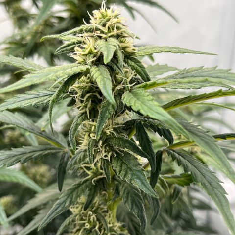 Pink Runtz growlog timeline photo