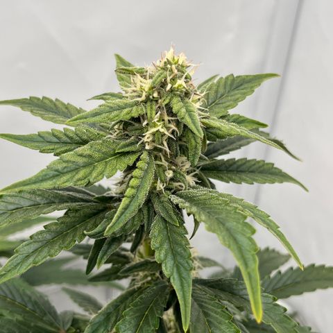 Pink Runtz growlog timeline photo