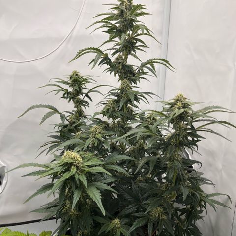 Pink Runtz growlog timeline photo