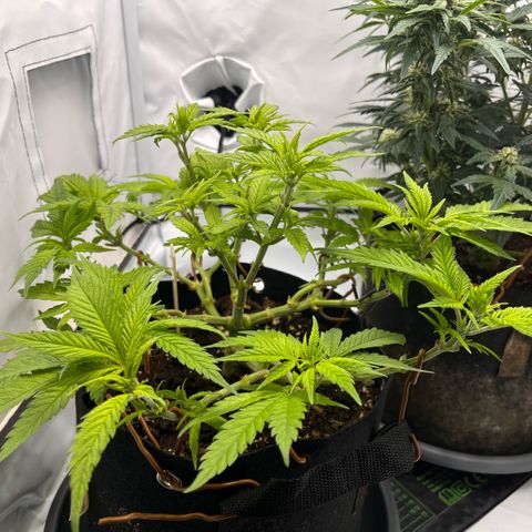 Pink Runtz growlog timeline photo