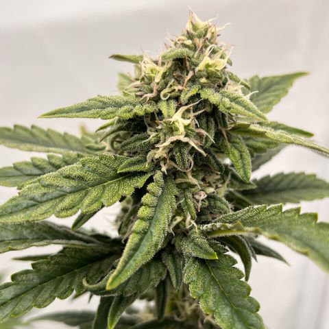 Pink Runtz growlog timeline photo