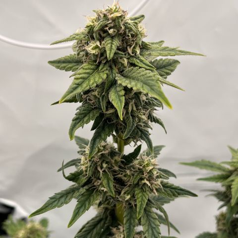 Pink Runtz growlog timeline photo