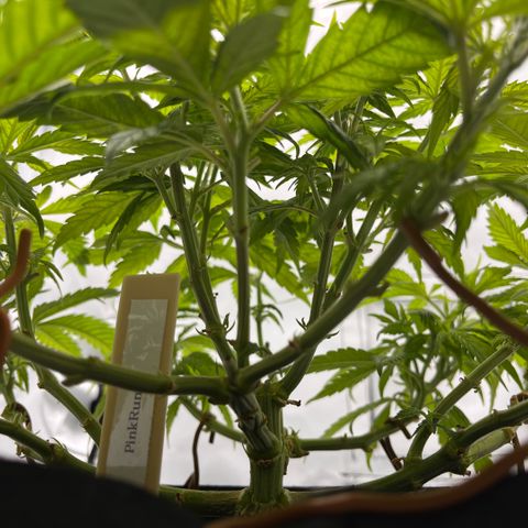 Pink Runtz growlog timeline photo