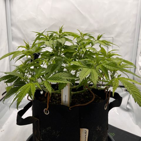 Pink Runtz growlog timeline photo