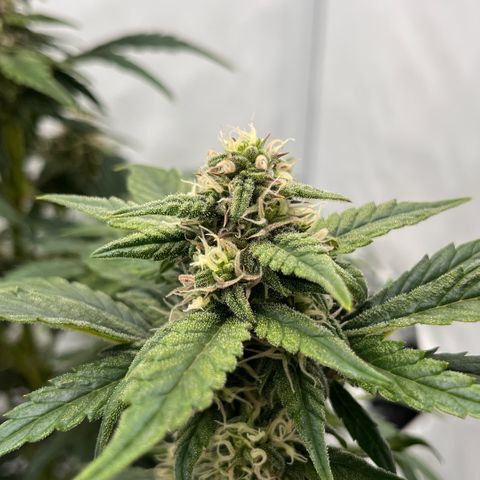 Pink Runtz growlog timeline photo
