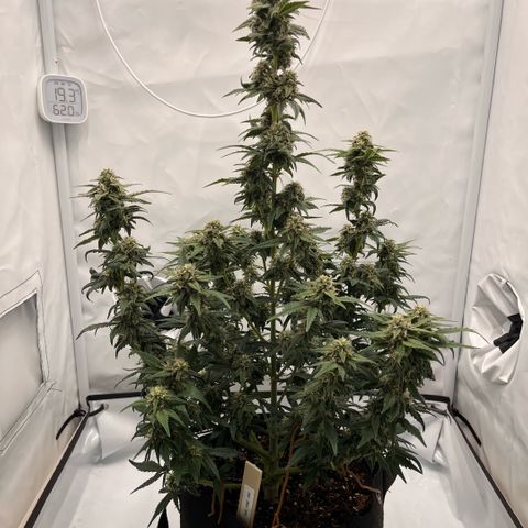 Pink Runtz growlog timeline photo