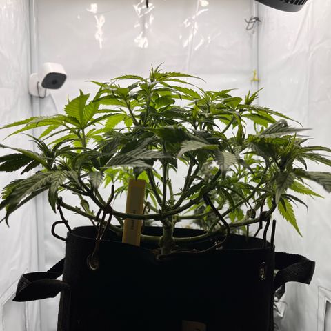 Pink Runtz growlog timeline photo