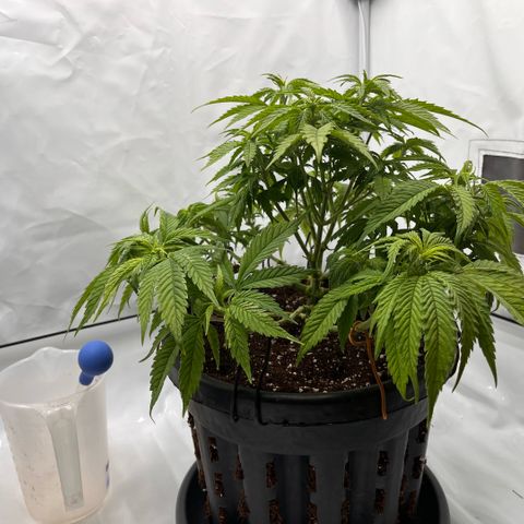 Pink Runtz growlog timeline photo