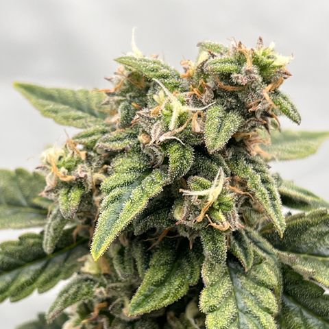 Pink Runtz growlog timeline photo