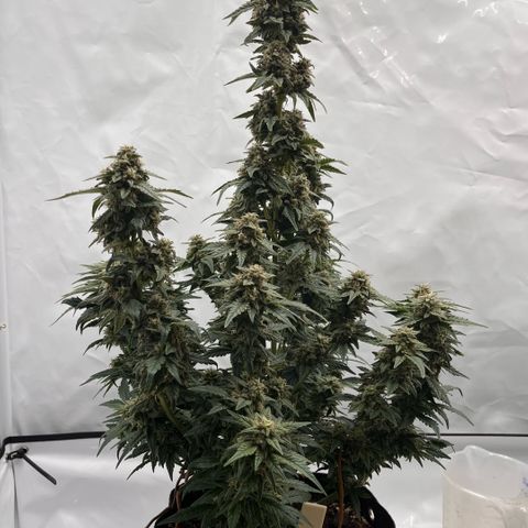 Pink Runtz growlog timeline photo