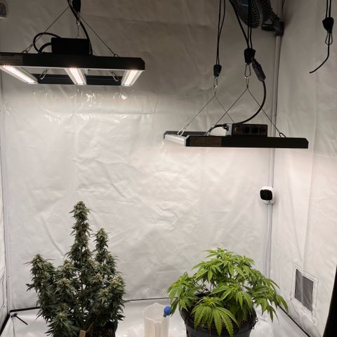 Pink Runtz growlog timeline photo