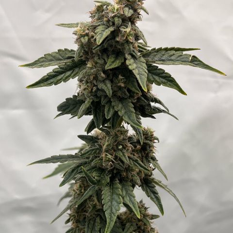 Pink Runtz growlog timeline photo