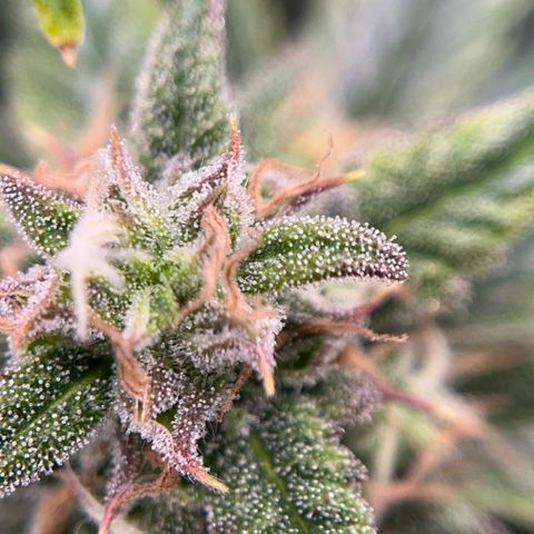 Pink Runtz growlog timeline photo
