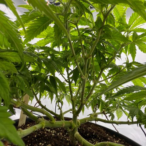 Pink Runtz growlog timeline photo