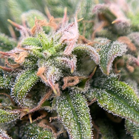 Pink Runtz growlog timeline photo