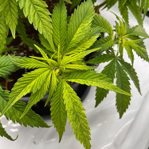Pink Runtz growlog timeline photo