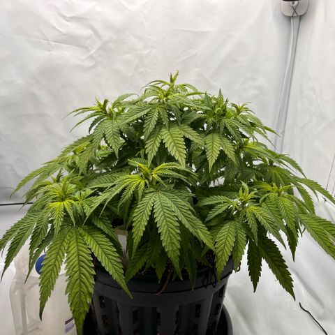 Pink Runtz growlog timeline photo