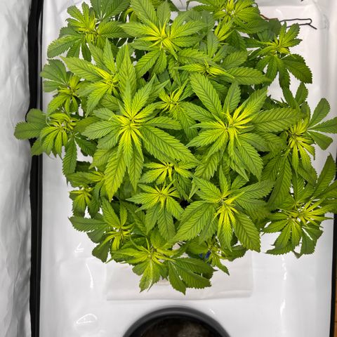 Pink Runtz growlog timeline photo