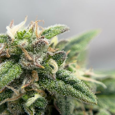 Pink Runtz growlog timeline photo