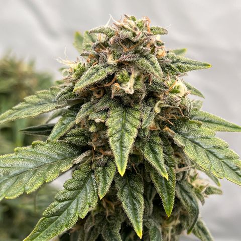 Pink Runtz growlog timeline photo