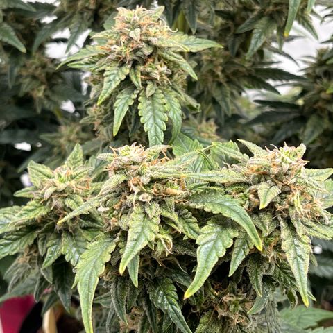 Pink Runtz growlog timeline photo