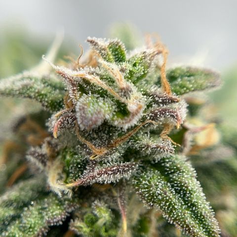 Pink Runtz growlog timeline photo