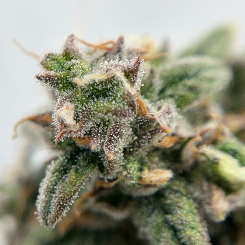 Pink Runtz growlog timeline photo