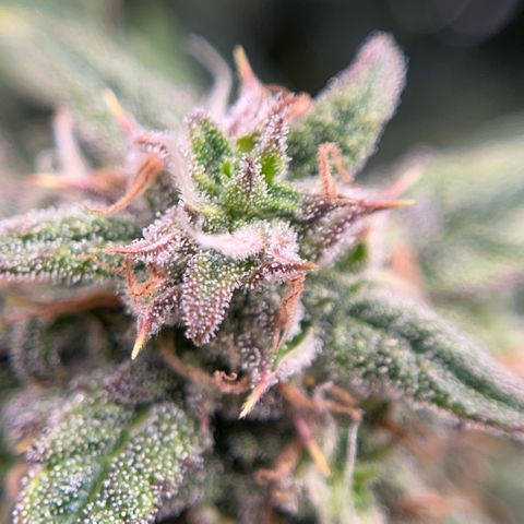 Pink Runtz growlog timeline photo