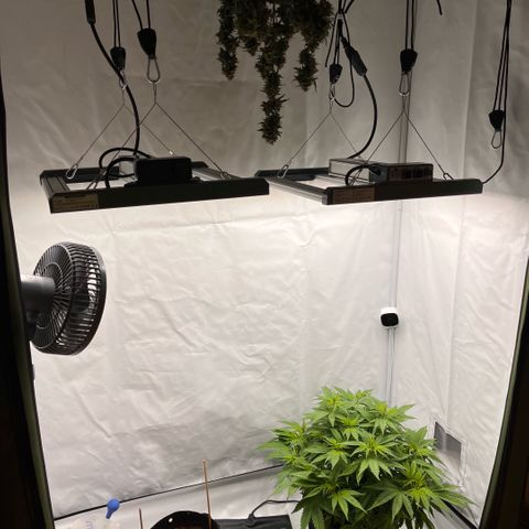 Pink Runtz growlog timeline photo