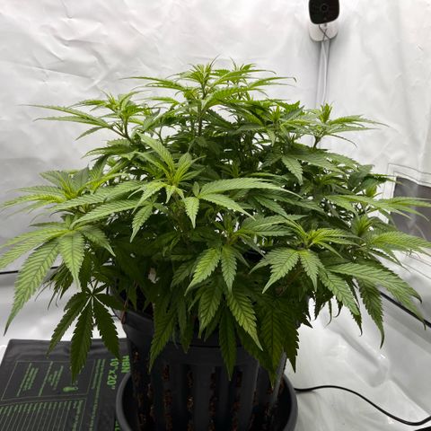 Pink Runtz growlog timeline photo