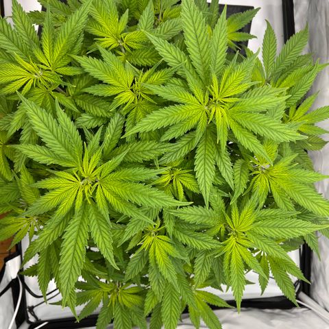 Pink Runtz growlog timeline photo