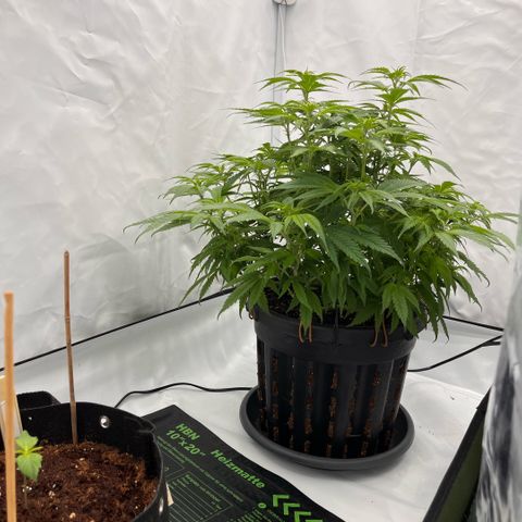 Pink Runtz growlog timeline photo