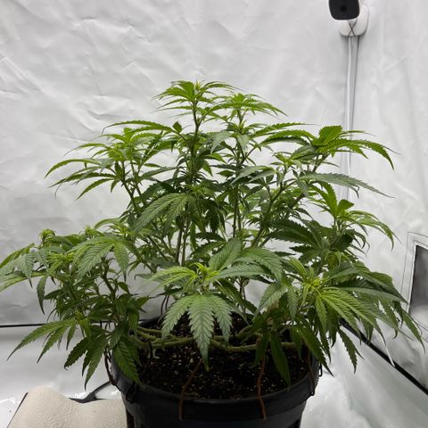 Pink Runtz growlog timeline photo