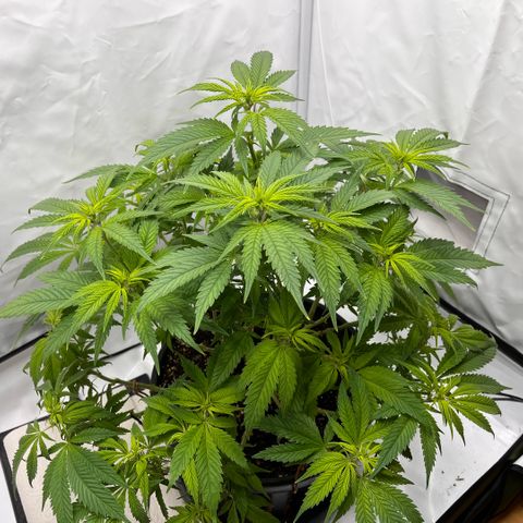Pink Runtz growlog timeline photo