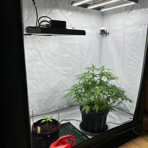 Pink Runtz growlog timeline photo