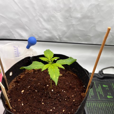 Pink Runtz growlog timeline photo