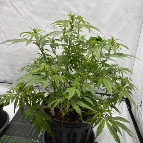 Pink Runtz growlog timeline photo