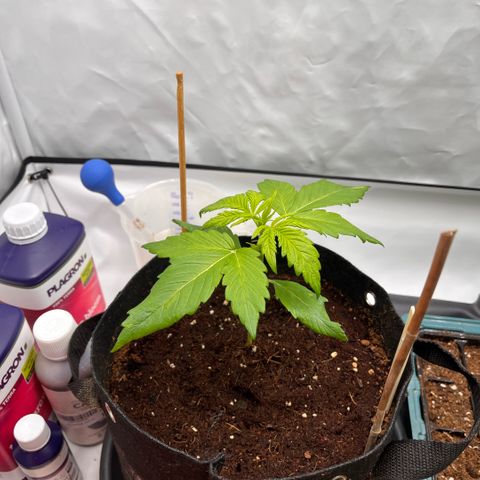 Pink Runtz growlog timeline photo