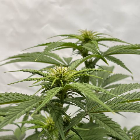 Pink Runtz growlog timeline photo