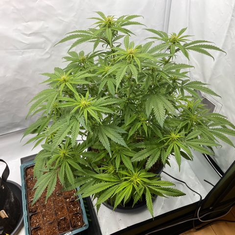 Pink Runtz growlog timeline photo