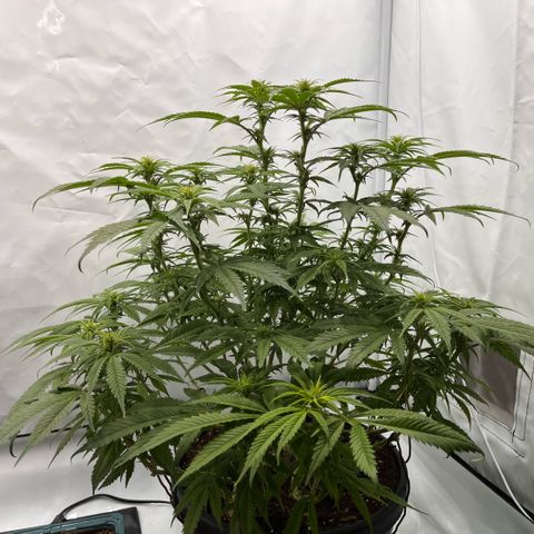 Pink Runtz growlog timeline photo