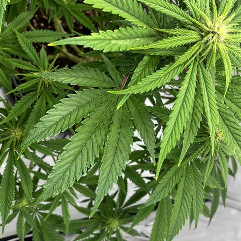 Pink Runtz growlog timeline photo