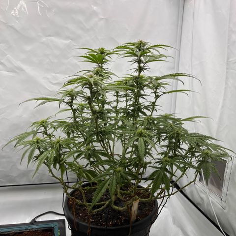 Pink Runtz growlog timeline photo