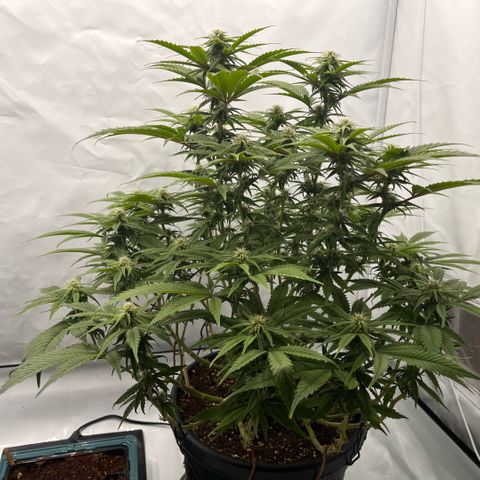 Pink Runtz growlog timeline photo