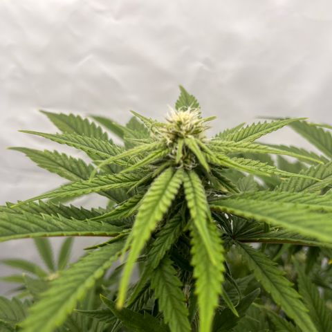 Pink Runtz growlog timeline photo