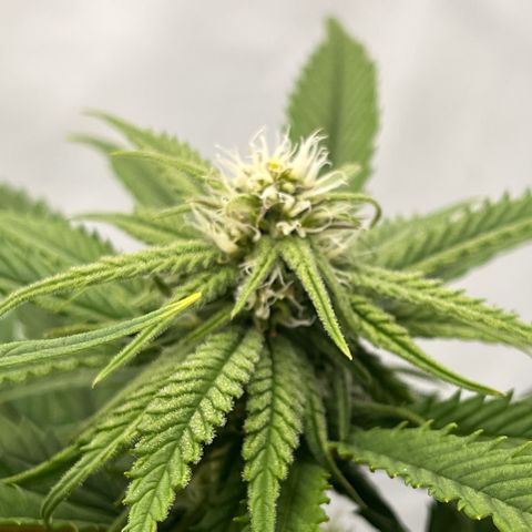 Pink Runtz growlog timeline photo