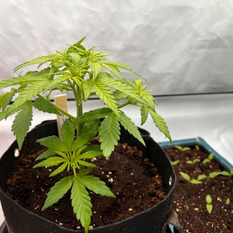 Pink Runtz growlog timeline photo