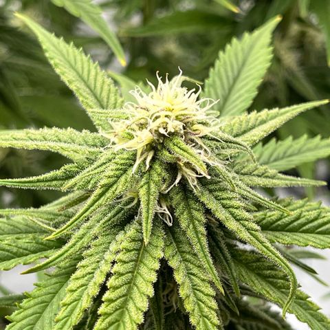 Pink Runtz growlog timeline photo